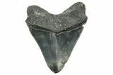 Serrated, Fossil Megalodon Tooth - North Carolina #374058-1